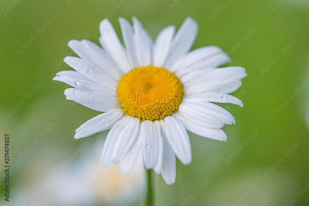 Beautiful white daisy on the green natural background Beautiful white daisy on the green natural background