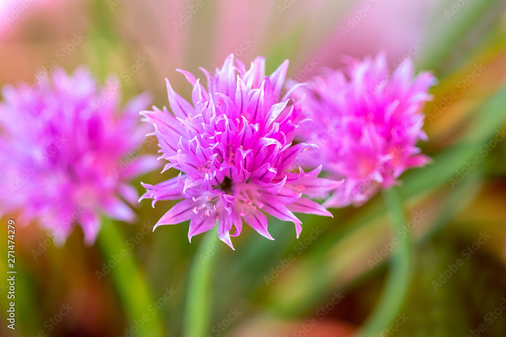 Schnittlauch Blüte lila Kräuter Makro Hintergrund Schnittlauch Blüte lila Kräuter Makro Hintergrund