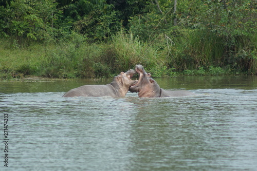 Hipopótamos luchando en un lago
