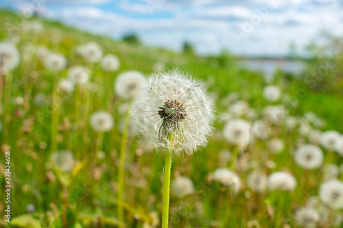 Dandelion in the field against the background of the meadow and sky.