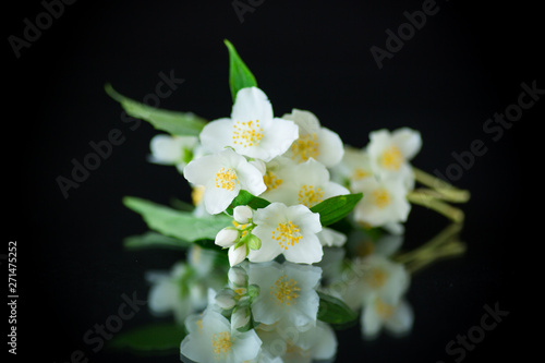 beautiful white jasmine flowers on a branch isolated on black