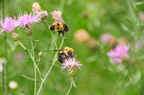 Bee on Thistle © David Arment