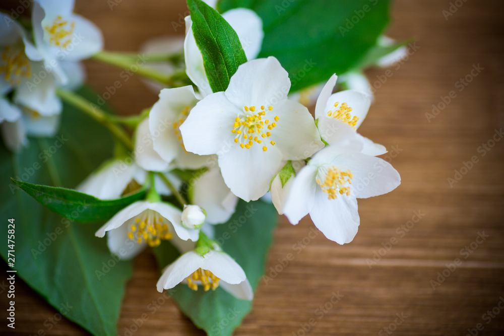 beautiful white jasmine flowers on a branch on table beautiful white jasmine flowers on a branch on table