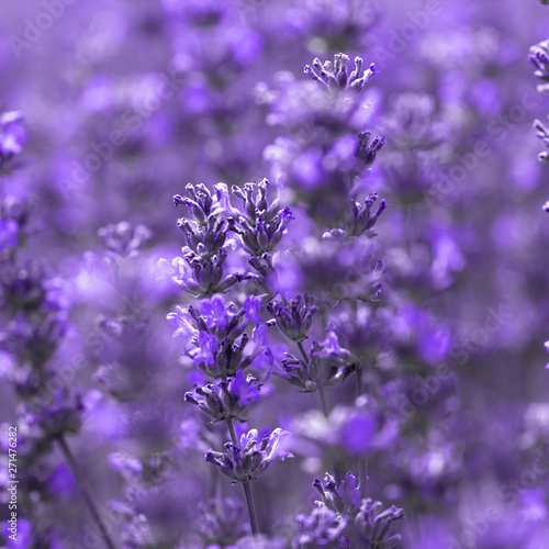 Field lavender flower background