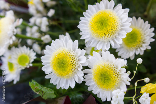 Beautiful yellow and white chrysanthemum flowers in full bloom. Also called mums or chrysanths. Blurry background.