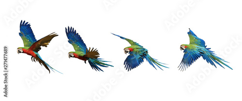 Four flying patterns of macaw parrots. photo