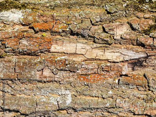 texture of old tree bark