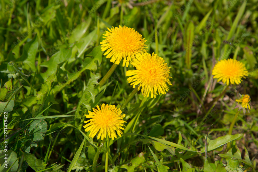 Yellow flowers in the summer on the field. Dandelions on the field. Yellow flowers in the summer on the field. Dandelions on the field.
