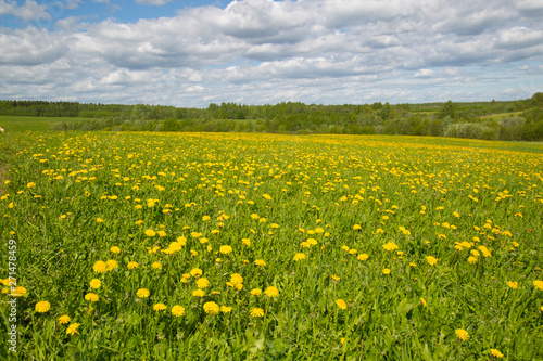Yellow flowers in the summer on the field. Dandelions on the field. © Александр Поташев