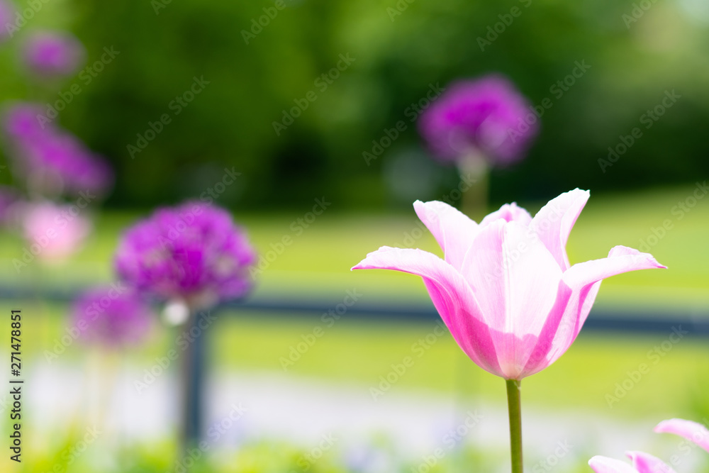 pink flowers in the garden in selective focus