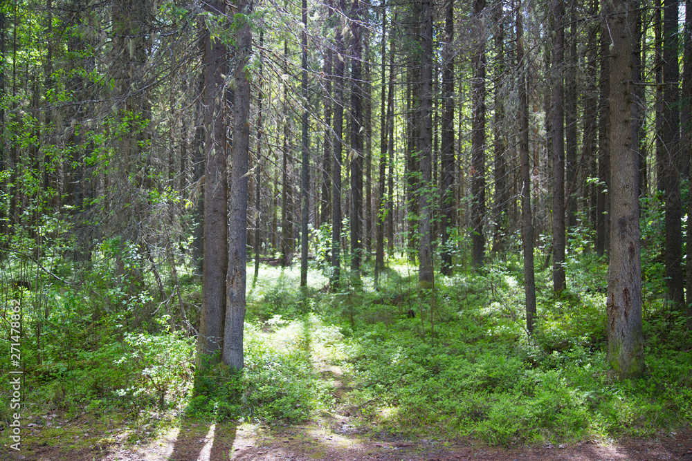 Fototapeta premium Beautiful summer landscape in the forest with a Christmas tree and pine.