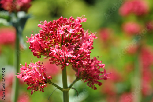 close-up of inflorescence of a red valerian in a garden