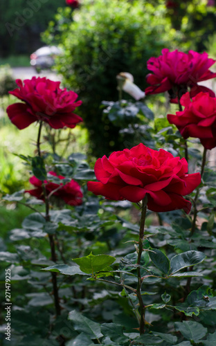 roses in the summer garden