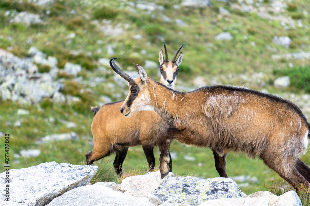 Tatra Chamois ( Rupicapra rupicapra tatrica ). Tatra Mountains. Tatra Chamois ( Rupicapra rupicapra tatrica ). Tatra Mountains.