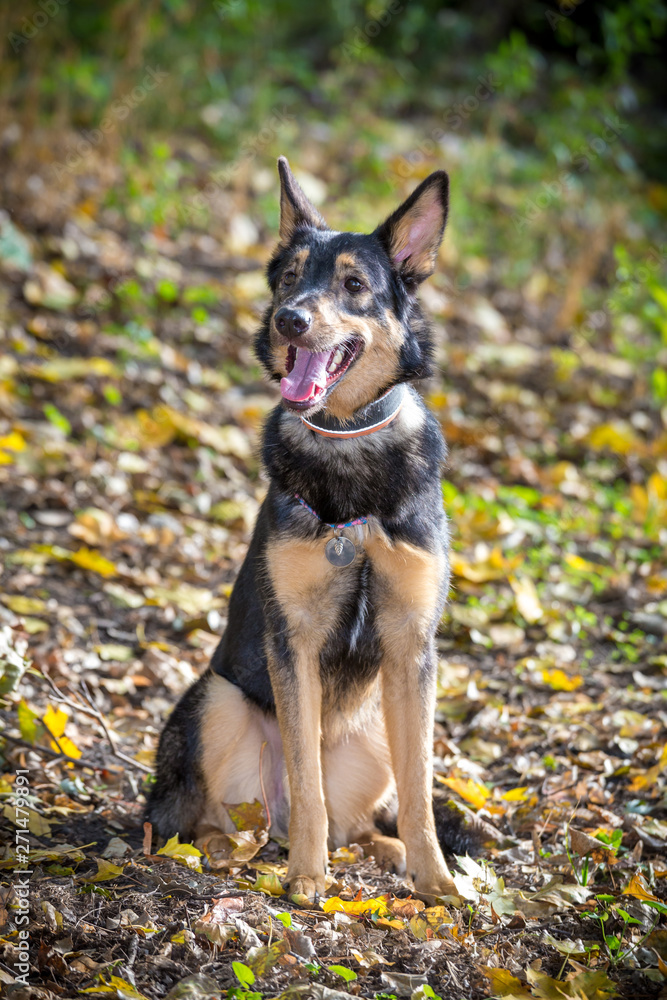 Portrait of mongrel dog on autumn forest Portrait of mongrel dog on autumn forest
