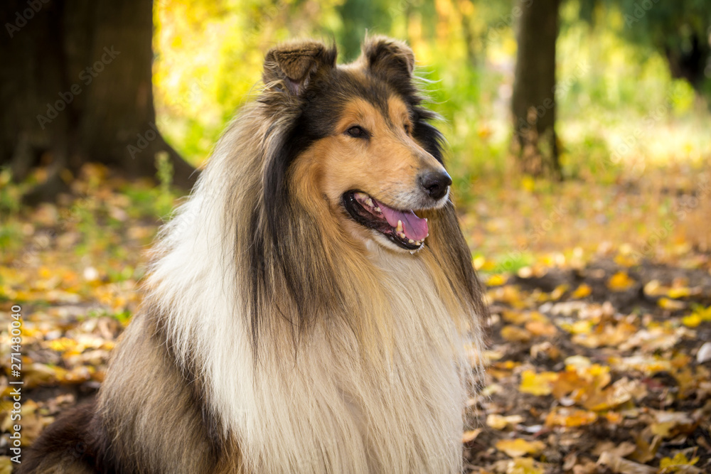 Portrait of collie dog on autumn forest Portrait of collie dog on autumn forest