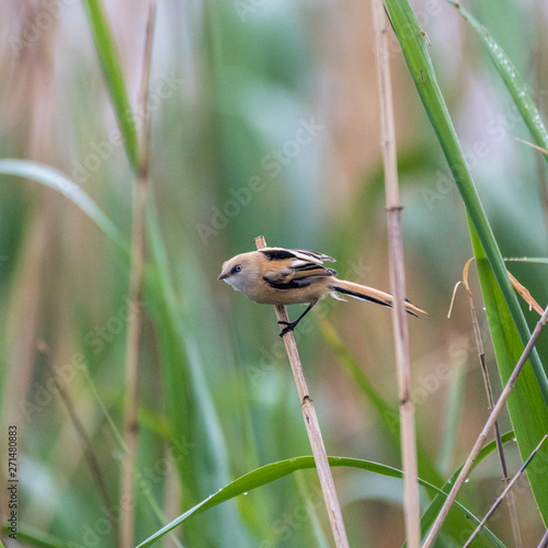 Close up of a young Bearded Reedling in the wild- Romania