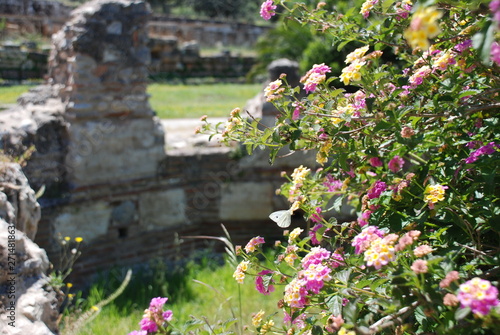 Athens, Greece / May 2019: Flowers at the archaeological site of the Ancient Agora of Athens.