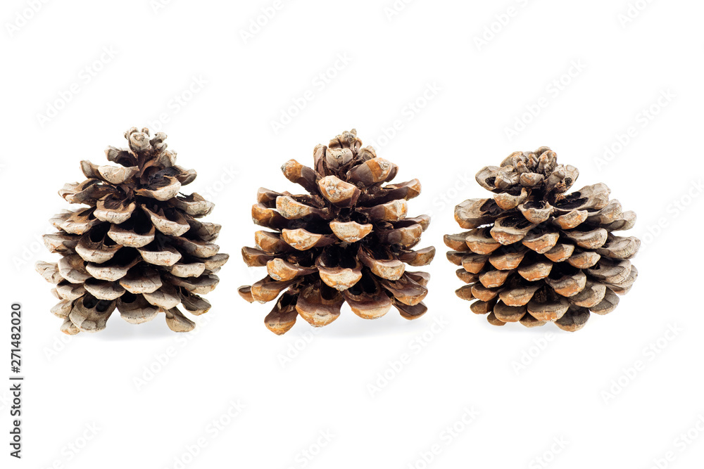 pine cones isolated on white background pine cones isolated on white background
