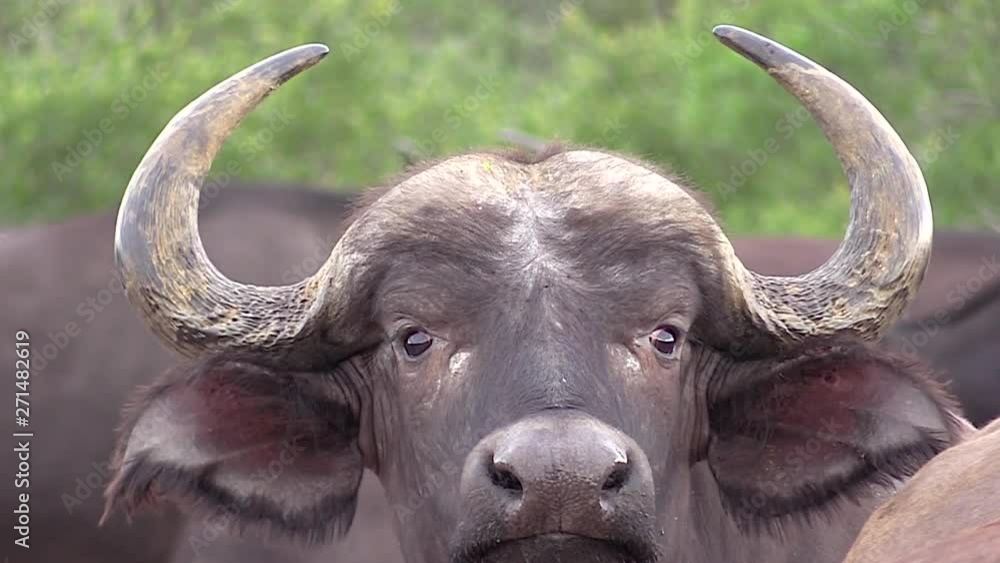 Close-up of the head of an African Cape Buffalo, zoom out to a herd of Buffalo in Africa Close-up of the head of an African Cape Buffalo, zoom out to a herd of Buffalo in Africa