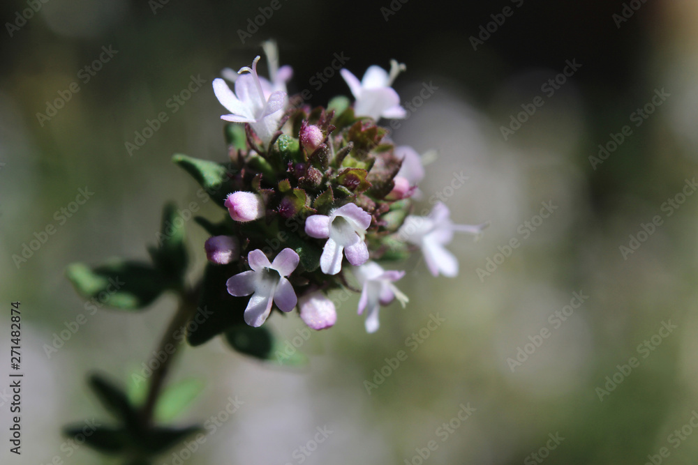 Extreme close up image of the tiny flowers of Thymus vulgaris also known as common, garden or English thyme. Selective focus with copyspace. Extreme close up image of the tiny flowers of Thymus vulgaris also known as common, garden or English thyme. Selective focus with copyspace.