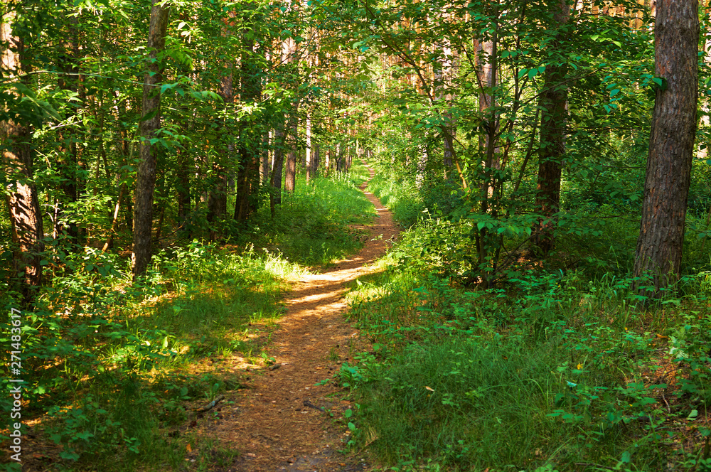 Fototapeta premium Footpath for people in the green forest. National park.
