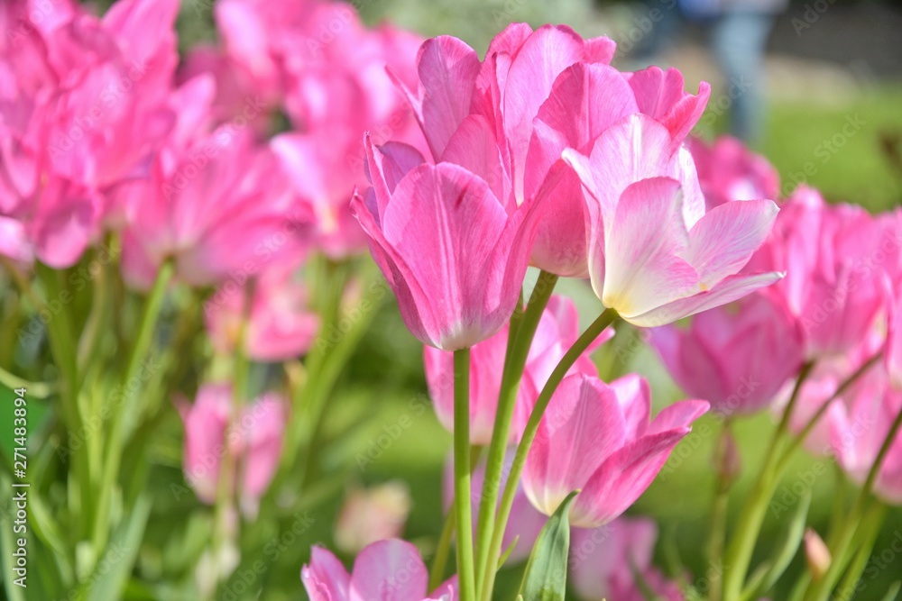 Beautiful pink tulips flowers at the spring day. Pink tulips flower with selective focus in the flowerbeds. Seasonal tulip blooms. Summer flower background. Bright pink blossom in summer park Beautiful pink tulips flowers at the spring day. Pink tulips flower with selective focus in the flowerbeds. Seasonal tulip blooms. Summer flower background. Bright pink blossom in summer park