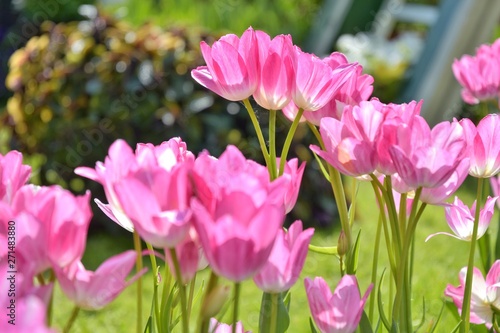 Beautiful pink tulips flowers at the spring day. Pink tulips flower with selective focus in the flowerbeds. Seasonal tulip blooms. Summer flower background. Bright pink blossom in summer park