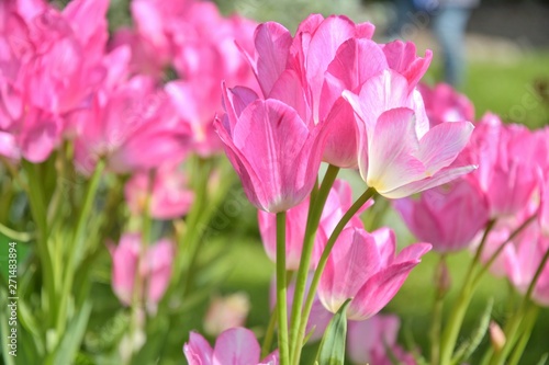 Beautiful pink tulips flowers at the spring day. Pink tulips flower with selective focus in the flowerbeds. Seasonal tulip blooms. Summer flower background. Bright pink blossom in summer park