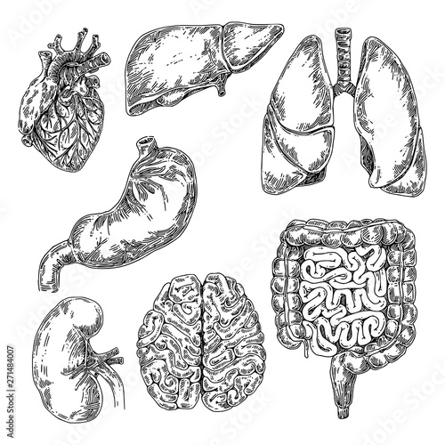 Human anatomy. Set of internal organs. Large and small intestine, stomach, heart, liver, reins, brain and lungs. Sketch. Engraving style. Vector illustration.