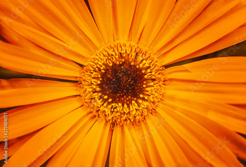 beautiful abstract background of orange gerbera flower close up