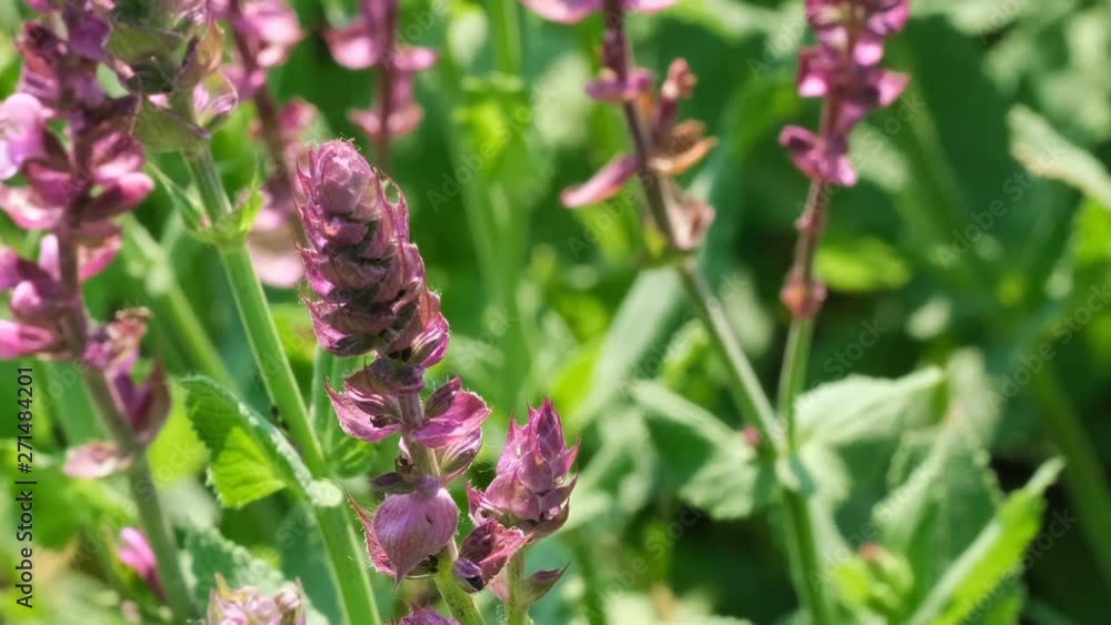 Medicinal aromatic grass sage blooms sunny summer day video clip close-up natural sketch with effects of zooming, moving the camera and slow motion Medicinal aromatic grass sage blooms sunny summer day video clip close-up natural sketch with effects of zooming, moving the camera and slow motion