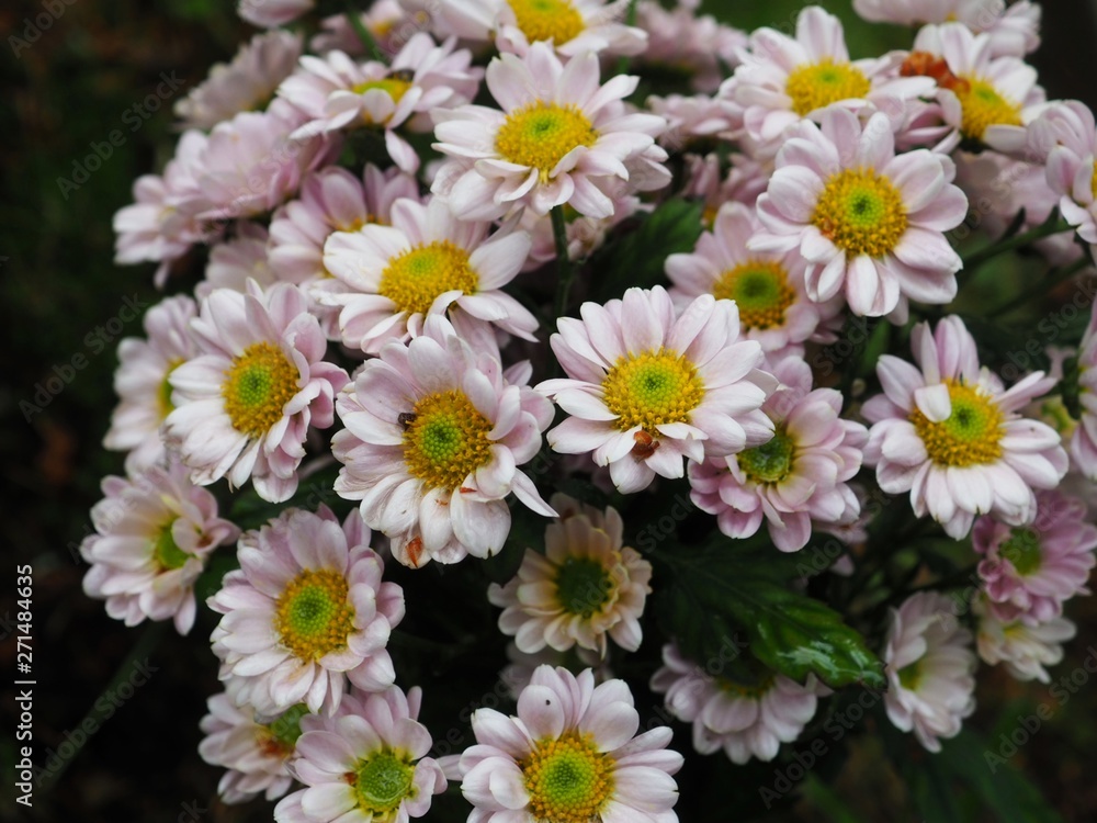 flowers in the garden flowers in the garden