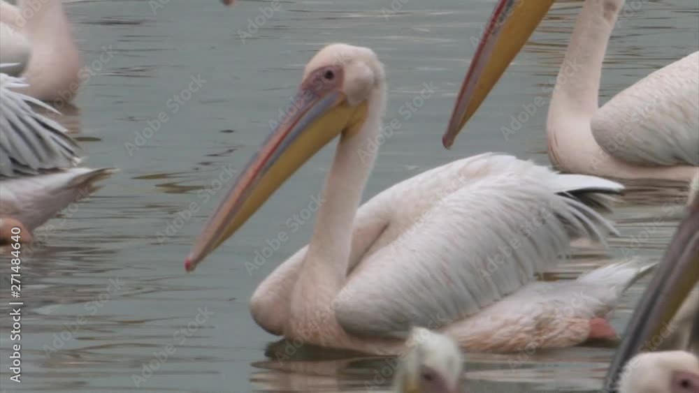 White Pelicans feeding in fish pond, Israel White Pelicans feeding in fish pond, Israel