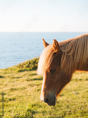 Brown horse portrait during sunset next to the ocean