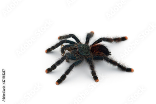 The Antilles pinktoe tarantula isolated on white background