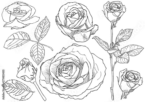 Black and White Rose Drawin...