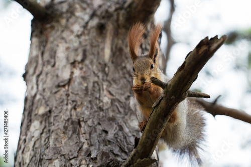 Squirrel on tree branch. Squirrel in nature. © Nana_studio