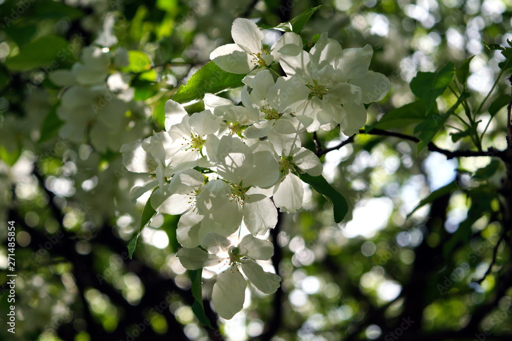 Wild apple flowers. Apple tree flowers close-up background Wild apple flowers. Apple tree flowers close-up background