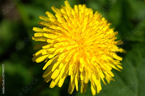Yellow bright spring flowers dandelion on a blurred background.