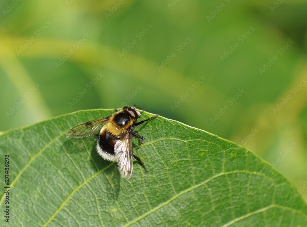 Gemeine Narzissenschwebfliege (Merodon equestris) Gemeine Narzissenschwebfliege (Merodon equestris)