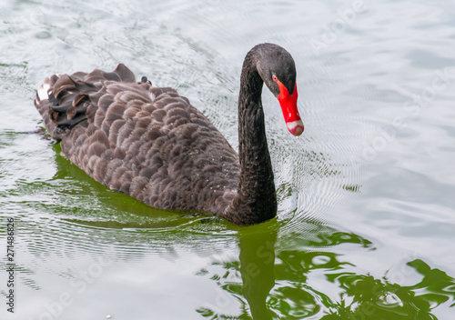 Black Swans swim and forage on the green surface of the lake