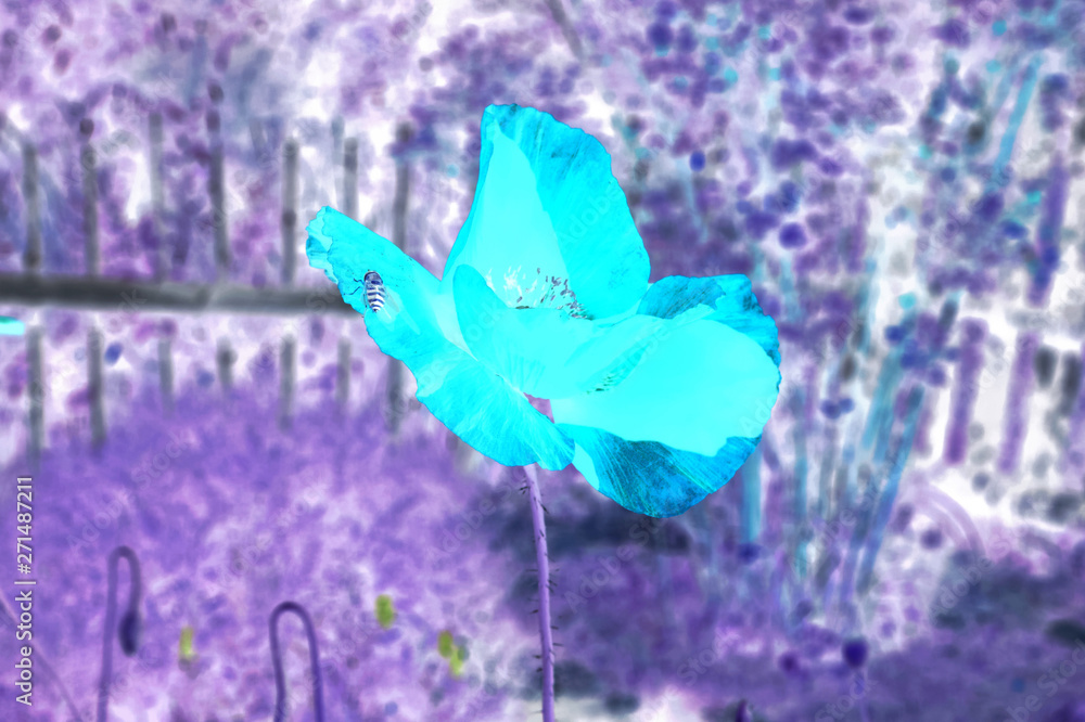 Red poppy flower on the background of blurred green foliage. Inverted image.