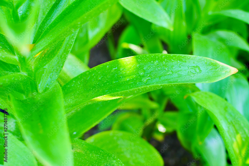 Green leaf flower with water drops. Abstract background of green leaves. Green leaf flower with water drops. Abstract background of green leaves.