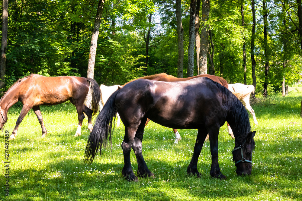 Obraz premium Horses on a meadow, sunny spring day