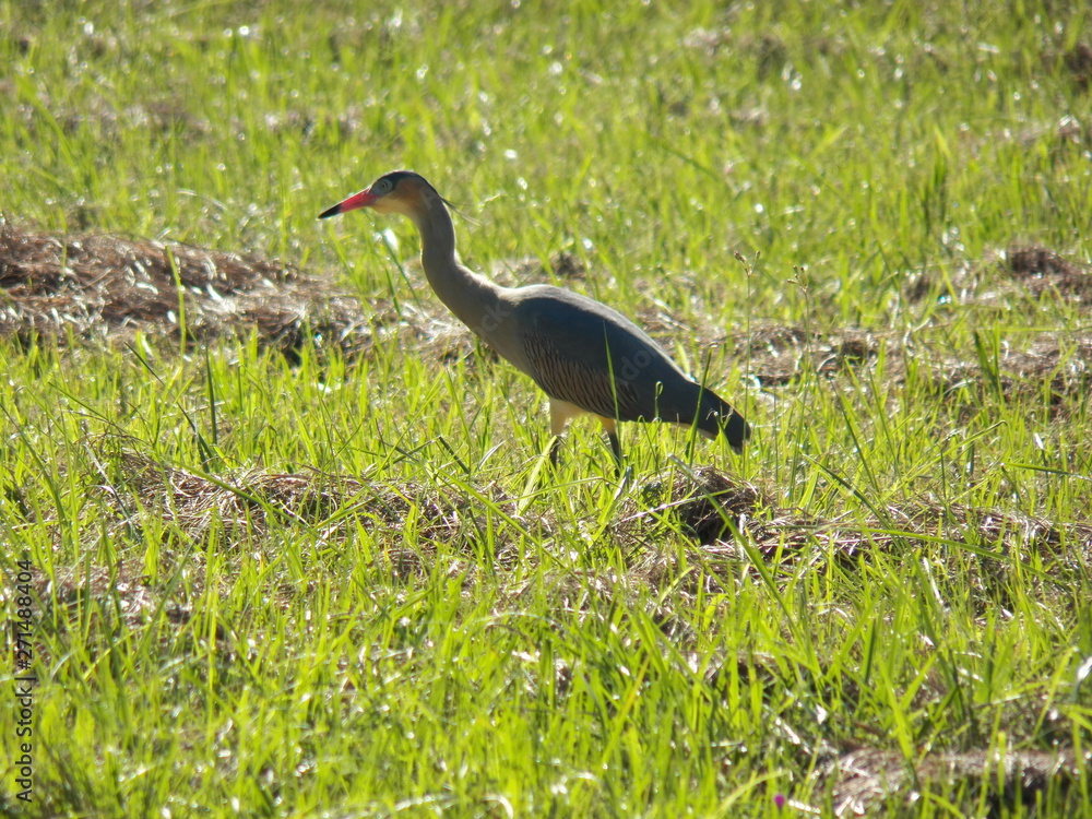 Naklejka premium ave descansando
