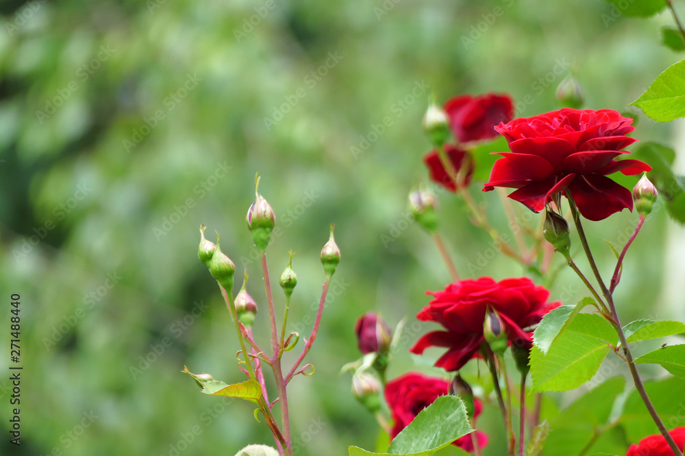 Beautiful red roses Beautiful red roses