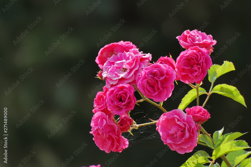 Centifolia roses, the Provence rose or cabbage rose or Rose de Mai Centifolia roses, the Provence rose or cabbage rose or Rose de Mai