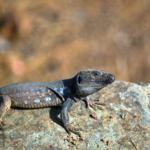 A male Lagato Canariensis (Tenerife) sits on a stone and looks towards the photographer photo