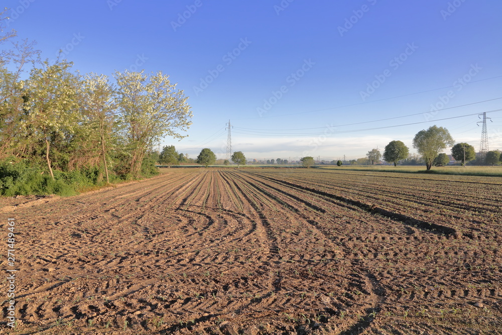 Campo agricolo di granturco con segni di trattore, cornfield with tractor signs in the rural countryside